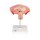 Fetus-Modell in Bauchlage, 4. Monat - 3B Smart Anatomy