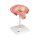 Fetus-Modell in Bauchlage, 4. Monat - 3B Smart Anatomy