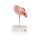 Fetus-Modell in Bauchlage, 4. Monat - 3B Smart Anatomy