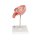 Fetus-Modell in Bauchlage, 4. Monat - 3B Smart Anatomy