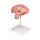 Fetus-Modell in Bauchlage, 4. Monat - 3B Smart Anatomy