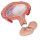 Fetus-Modell in Bauchlage, 4. Monat - 3B Smart Anatomy
