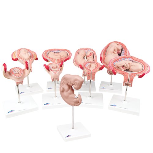 Pregnancy Model Series, 9 Individual Embryo & Fetus Models - 3B Smart Anatomy