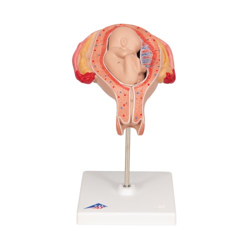 Fetus-Modell in Steißlage, 5. Monat - 3B Smart Anatomy