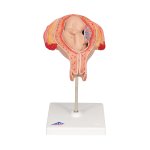 Fetus-Modell in Stei&szlig;lage, 5. Monat - 3B Smart Anatomy