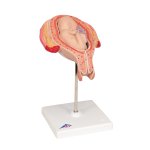 Fetus-Modell in Stei&szlig;lage, 5. Monat - 3B Smart Anatomy
