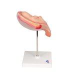 Fetus-Modell in Steißlage, 5. Monat - 3B Smart Anatomy