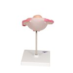 Fetus-Modell in Steißlage, 5. Monat - 3B Smart Anatomy