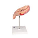 Fetus-Modell in Steißlage, 5. Monat - 3B Smart Anatomy