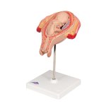 Fetus-Modell in Steißlage, 5. Monat - 3B Smart Anatomy