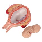 Fetus-Modell in Steißlage, 5. Monat - 3B Smart Anatomy