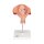 Fetus-Modell in Steißlage, 5. Monat - 3B Smart Anatomy