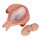 Fetus-Modell in Steißlage, 5. Monat - 3B Smart Anatomy