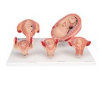 Pregnancy Models Series, 5 Embryo &amp; Fetus Models on a Base - 3B Smart Anatomy