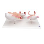 Pregnancy Models Series, 5 Embryo & Fetus Models on a Base - 3B Smart Anatomy