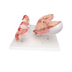 Pregnancy Models Series, 5 Embryo & Fetus Models on a Base - 3B Smart Anatomy