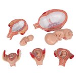 Pregnancy Models Series, 5 Embryo & Fetus Models on a Base - 3B Smart Anatomy
