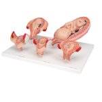 Pregnancy Models Series, 5 Embryo & Fetus Models on a Base - 3B Smart Anatomy