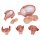 Pregnancy Models Series, 5 Embryo & Fetus Models on a Base - 3B Smart Anatomy