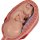 Pregnancy Models Series, 5 Embryo & Fetus Models on a Base - 3B Smart Anatomy