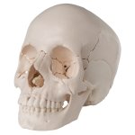 Beauchene Skull Model, Bone Colored, 22 part - 3B Smart Anatomy