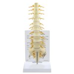 Sacrum - Spine Model