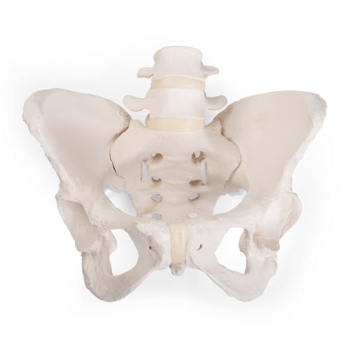 Human Female Pelvis Model "Bungee" - 3B Smart Anatomy