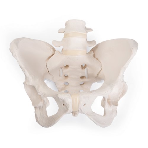 Becken-Skelett-Modell "Bungee", weiblich - 3B Smart Anatomy