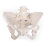 Becken-Skelett-Modell "Bungee", weiblich - 3B...