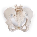Becken-Skelett-Modell &quot;Bungee&quot;, weiblich - 3B Smart Anatomy