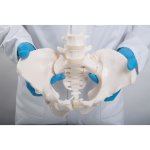Becken-Skelett-Modell "Bungee", weiblich - 3B Smart Anatomy