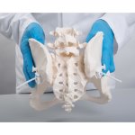 Becken-Skelett-Modell "Bungee", weiblich - 3B Smart Anatomy