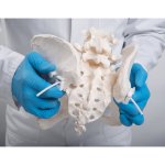 Becken-Skelett-Modell "Bungee", weiblich - 3B Smart Anatomy