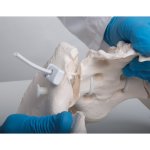 Becken-Skelett-Modell "Bungee", weiblich - 3B Smart Anatomy