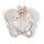 Becken-Skelett-Modell "Bungee", weiblich - 3B Smart Anatomy