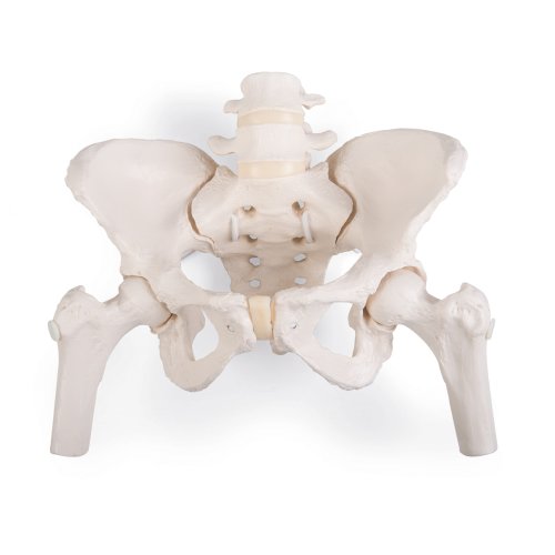 Human Female Pelvis Model "Bungee" with Femur Heads - 3B Smart Anatomy