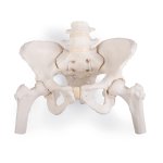 Becken-Skelett-Modell &quot;Bungee&quot; mit Oberschenkelst&uuml;mpfen , weiblich - 3B Smart Anatomy