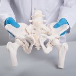 Becken-Skelett-Modell "Bungee" mit Oberschenkelstümpfen , weiblich - 3B Smart Anatomy