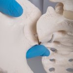 Becken-Skelett-Modell "Bungee" mit Oberschenkelstümpfen , weiblich - 3B Smart Anatomy