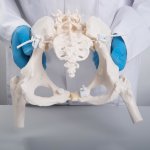 Human Female Pelvis Model "Bungee" with Femur Heads - 3B Smart Anatomy