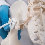 Becken-Skelett-Modell "Bungee" mit Oberschenkelstümpfen , weiblich - 3B Smart Anatomy