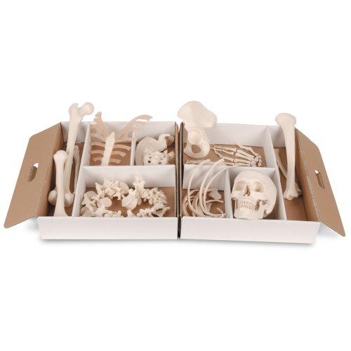 Unmontiertes halbes Skelett Modell, Knochen von Hand & Fuß auf Draht, Lebensgroß - 3B Smart Anatomy