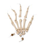 Halbes Skelett Modell unmontiert, Nylon-Draht-Verbindung, lebensgro&szlig; - 3B Smart Anatomy