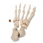 Disarticulated Human Skeleton Model (half), Thin Nylon String Connection - 3B Smart Anatomy