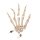 Disarticulated Human Skeleton Model (half), Thin Nylon String Connection - 3B Smart Anatomy