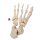 Disarticulated Human Skeleton Model (half), Thin Nylon String Connection - 3B Smart Anatomy