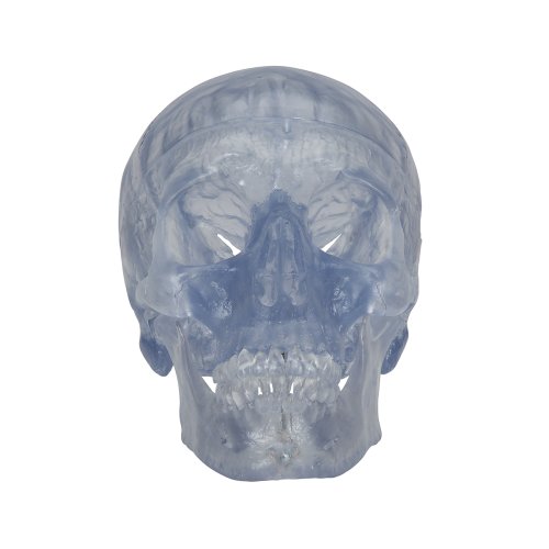 Schädel Modell Klassik Transparent, 3-teilig - 3B Smart Anatomy