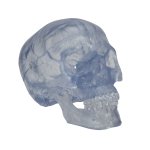 Skull Model Transparent Classic, 3 part - 3B Smart Anatomy