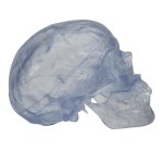 Schädel Modell Klassik Transparent, 3-teilig - 3B Smart Anatomy