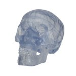Skull Model Transparent Classic, 3 part - 3B Smart Anatomy